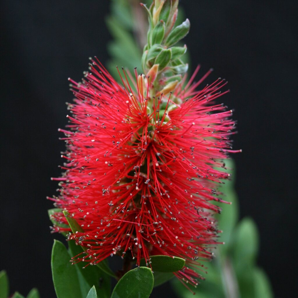 Callistemon ‘Inferno’ 3L 5023242392400